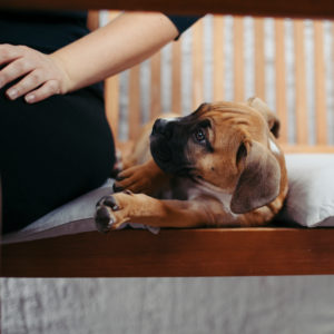 Pet, dog Pet, dog